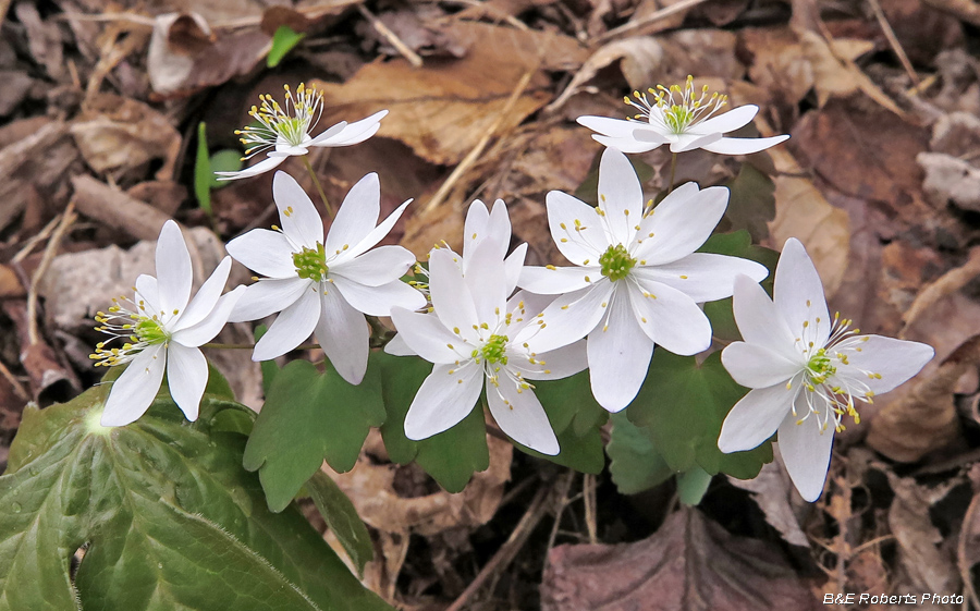 Rue_Anemone