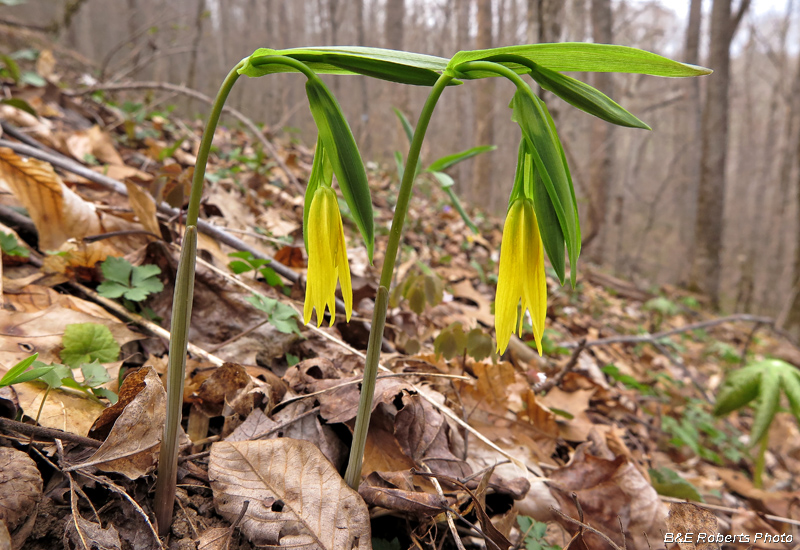 Bellwort