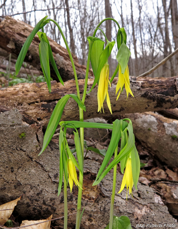 Bellwort