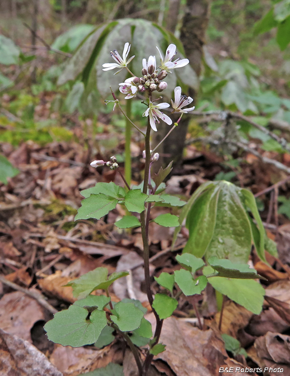 Bittercress