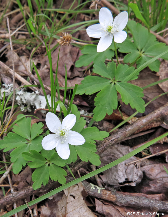 Wood_Anemone