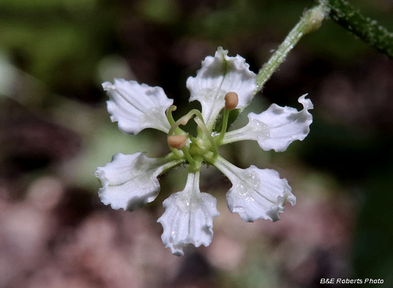 Melanthium hybridum