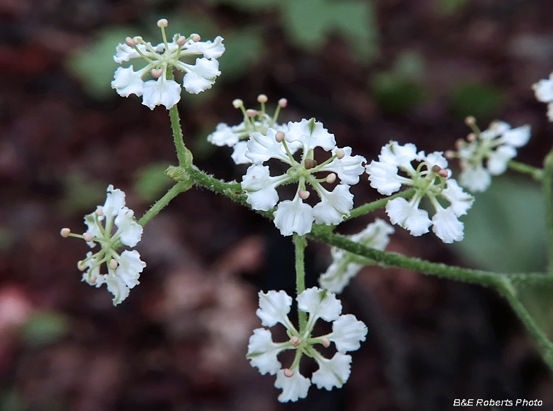 Melanthium hybridum