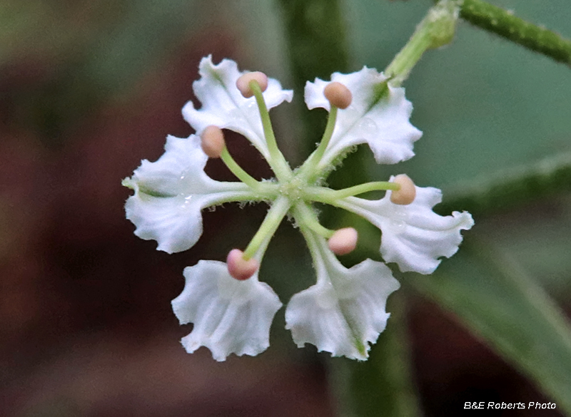 Melanthium hybridum