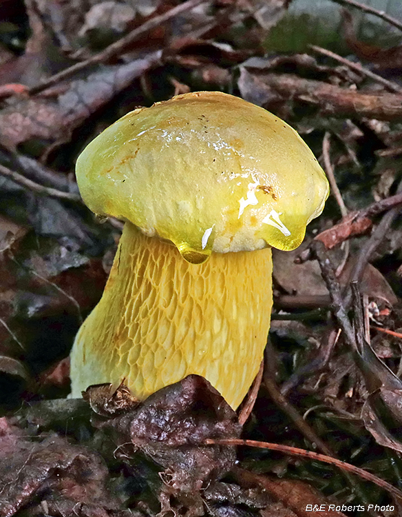 Bolete