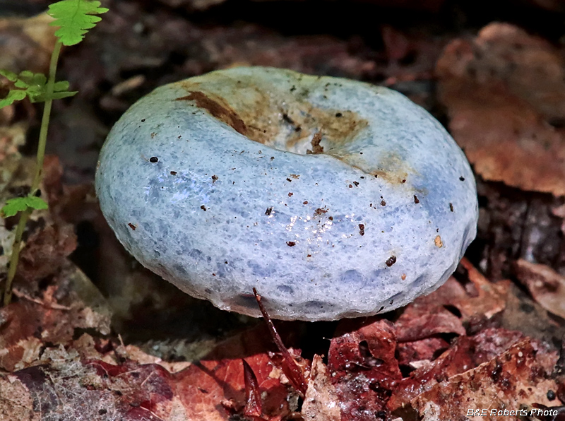 Lactarius_Indigo