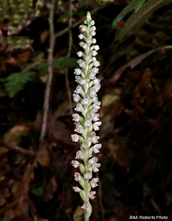 Goodyera_pubescens