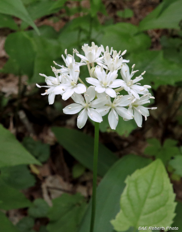 Wood_Lily