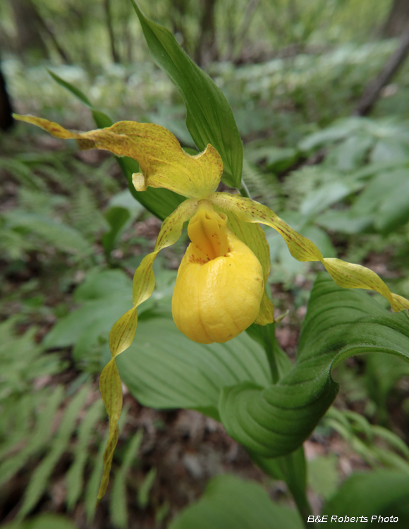 Yellow_Ladys_Slipper