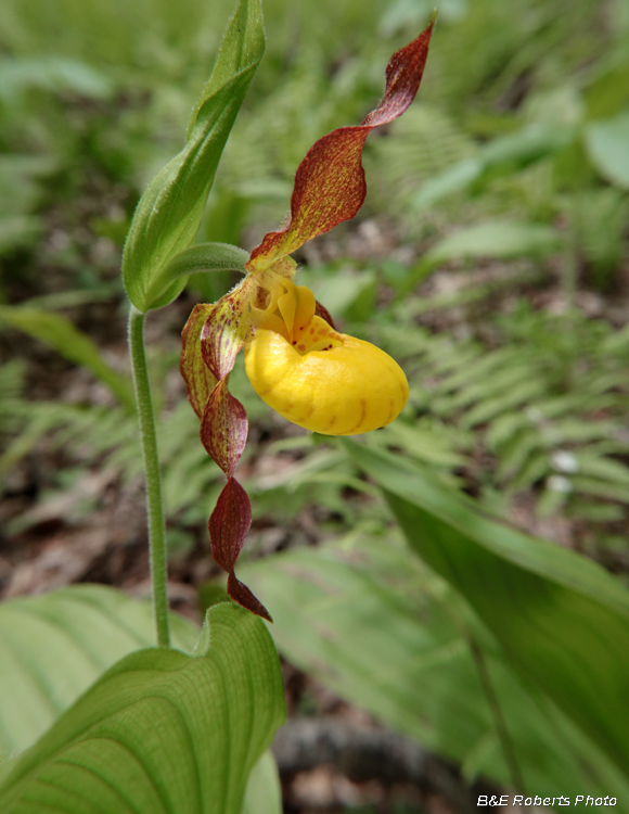 Yellow_Ladys_Slipper