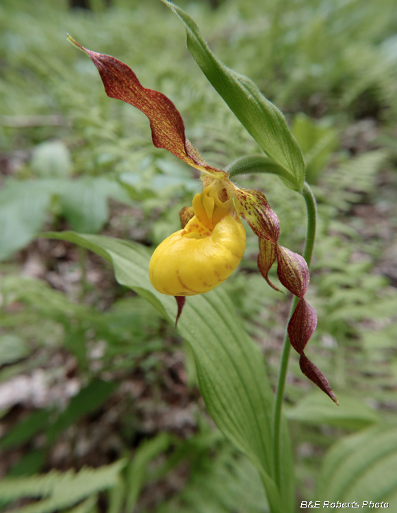 Yellow_Ladys_Slipper