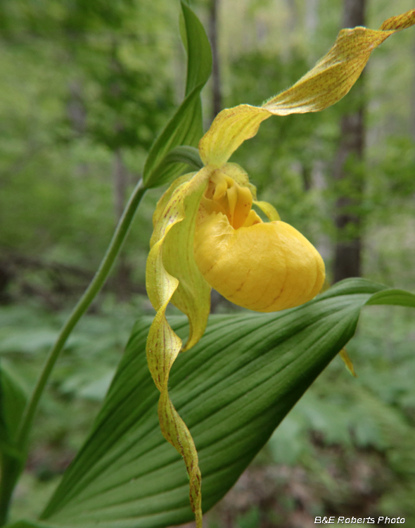 Yellow_Ladys_Slipper