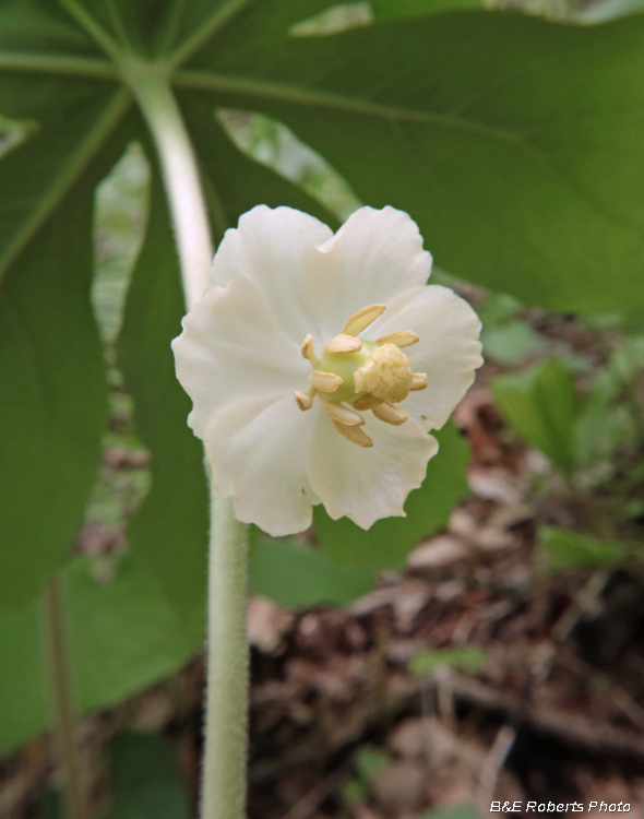 Mayapple