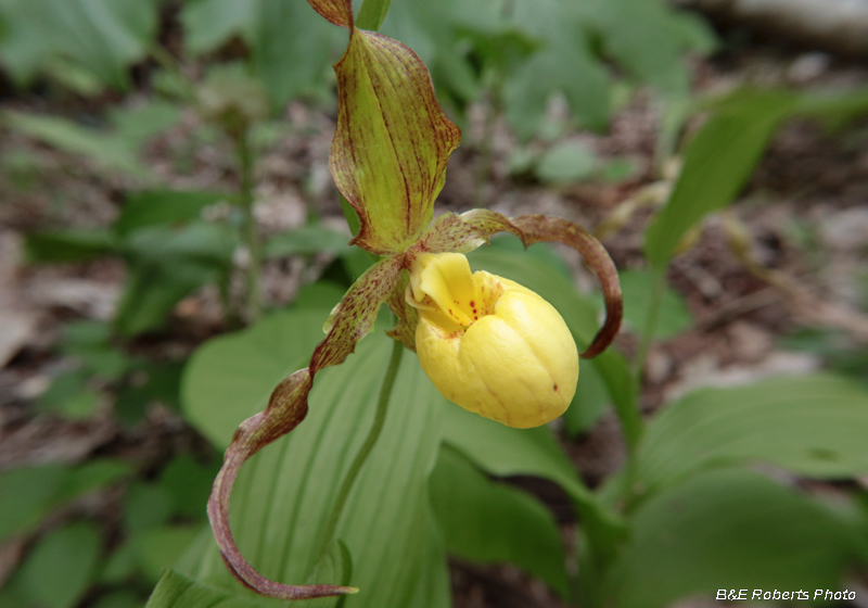 Yellow_Ladys_Slipper