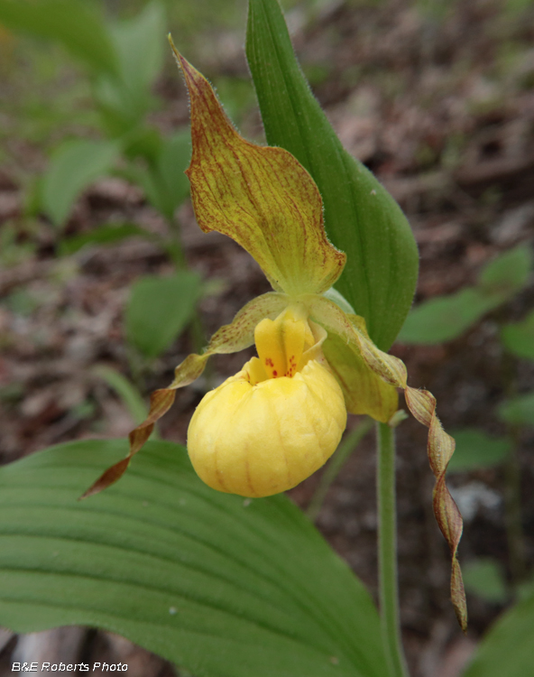 Yellow_Ladys_Slipper