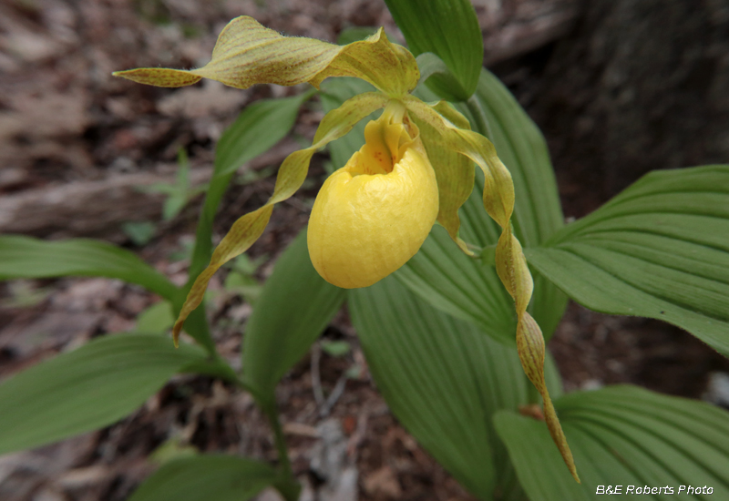 Yellow_Ladys_Slipper