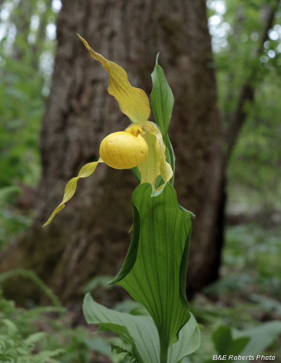 Yellow_Ladys_Slipper