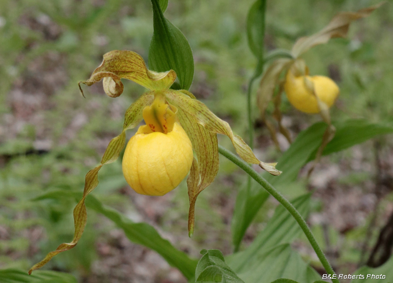 Yellow_Ladys_Slippers