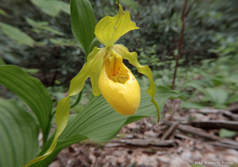 Yellow_Ladys_Slipper