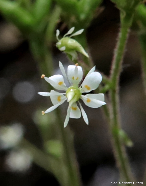 Saxifrage