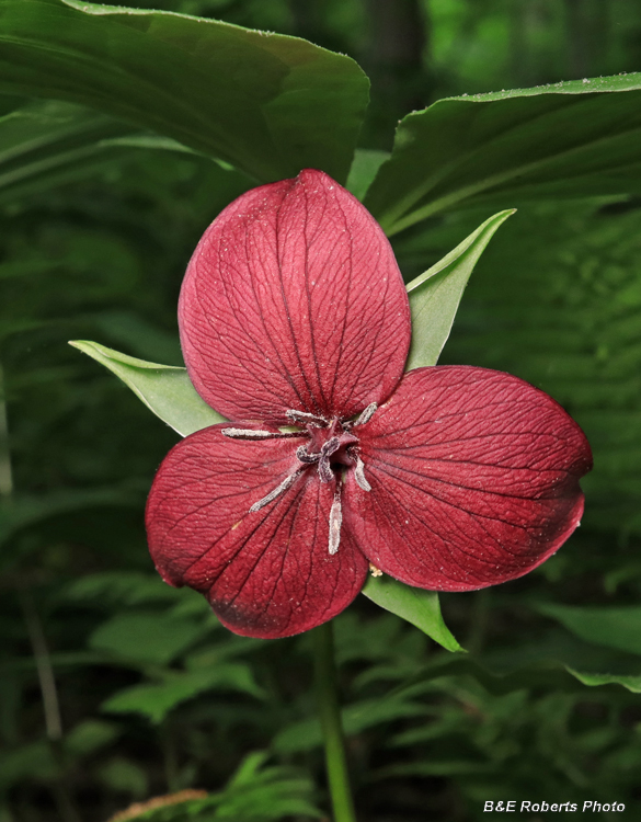 Trillium_vaseyi