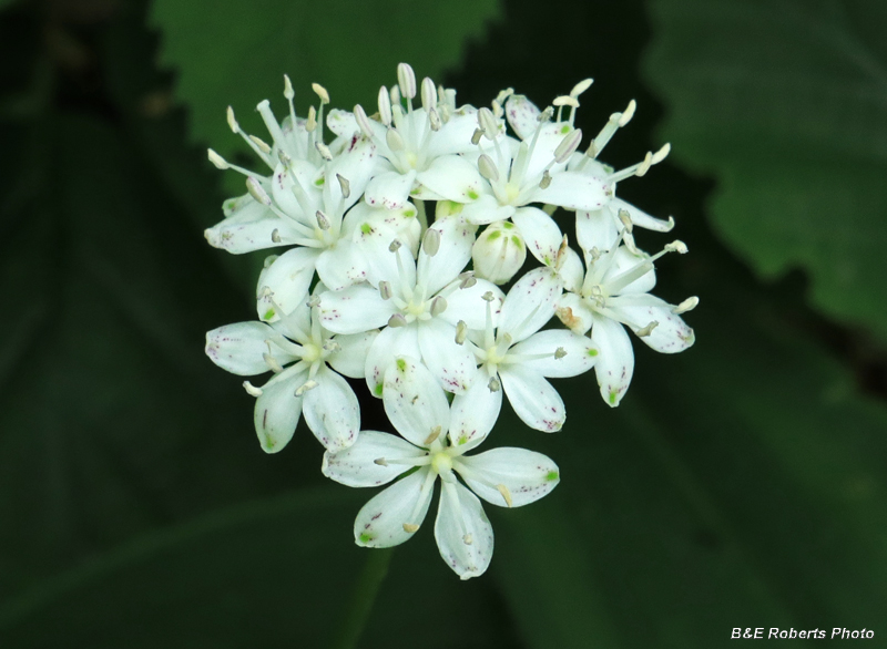 Speckled_Wood_Lily