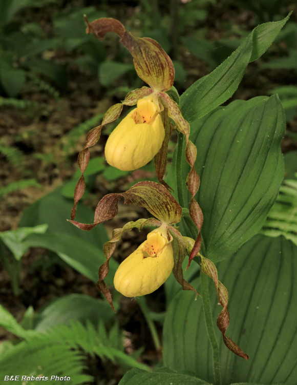 Yellow_Ladys_Slippers