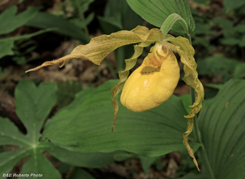 Yellow_Ladys_Slipper