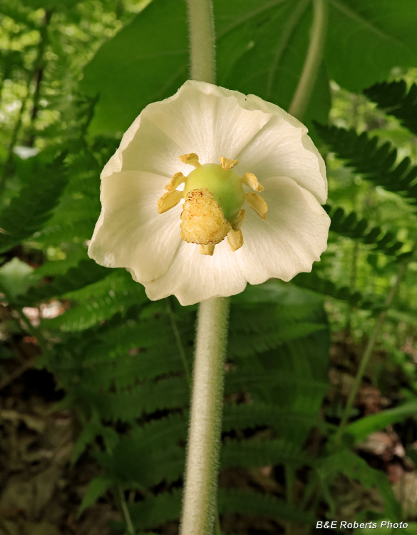 Mayapple