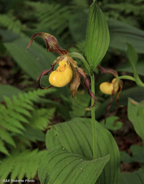 Yellow_Ladys_Slipper