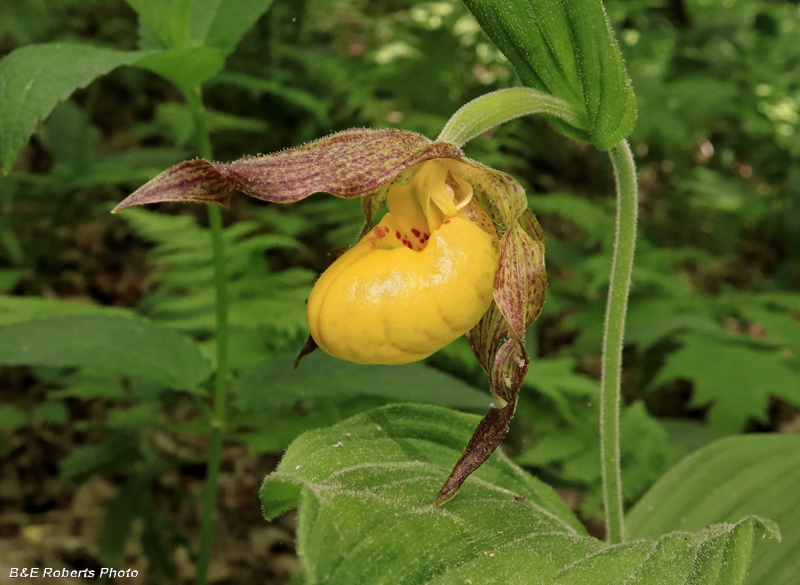 Yellow_Ladys_Slipper