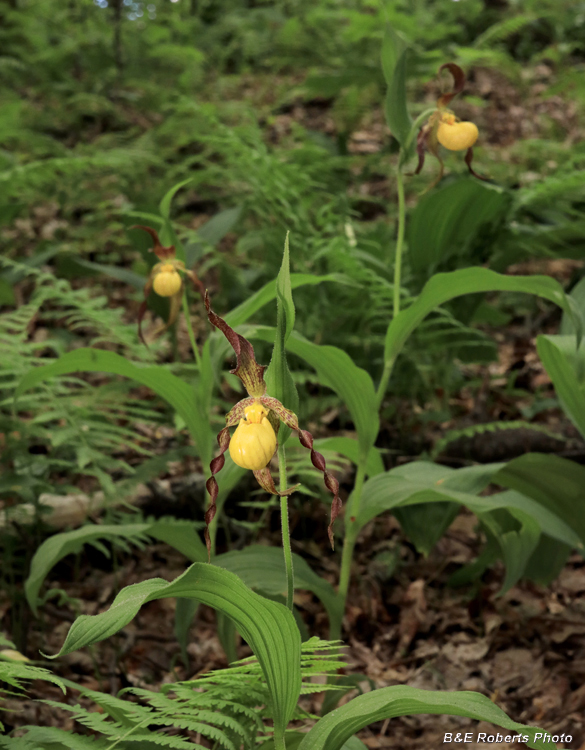 Yellow_Ladys_Slipper