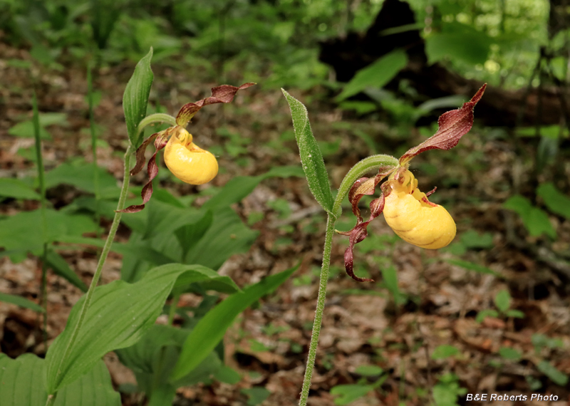 Yellow_Ladys_Slipper