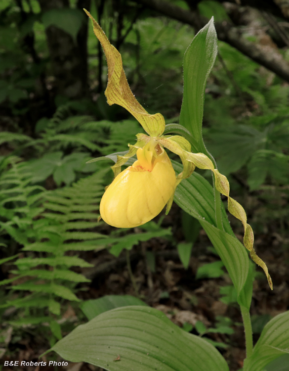 Yellow_Ladys_Slipper