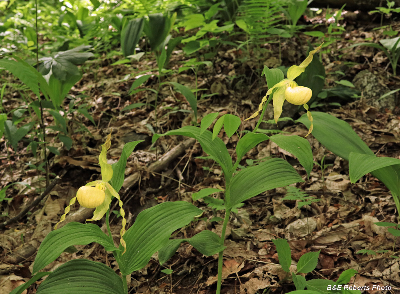 Yellow_Ladys_Slippers