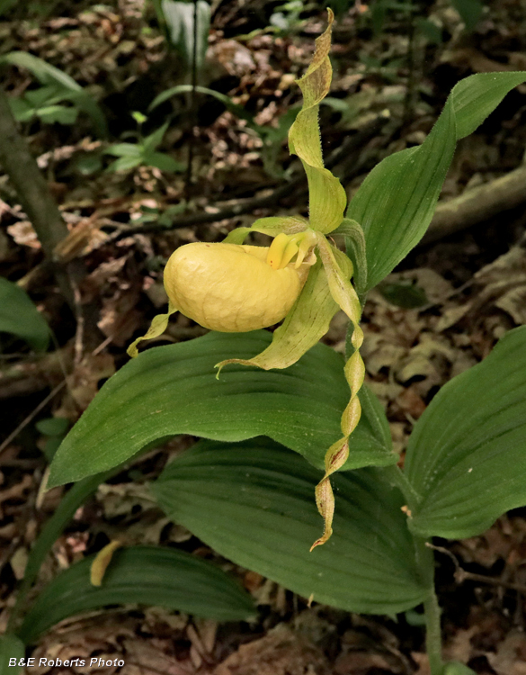 Yellow_Ladys_Slipper