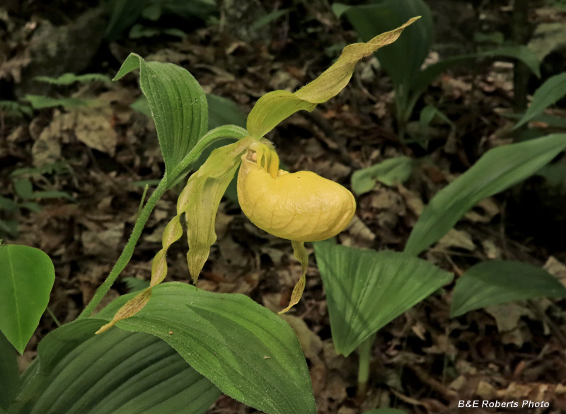 Yellow_Ladys_Slipper