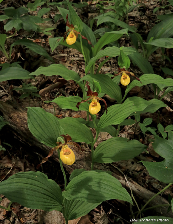 Yellow_Ladys_Slippers