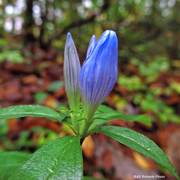 Soapwort_Gentian