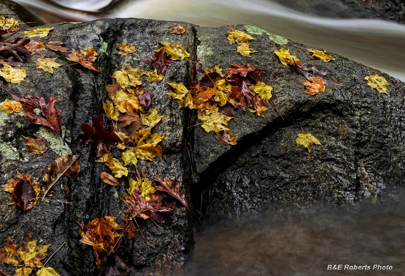 Creek_Rocks_Leaves