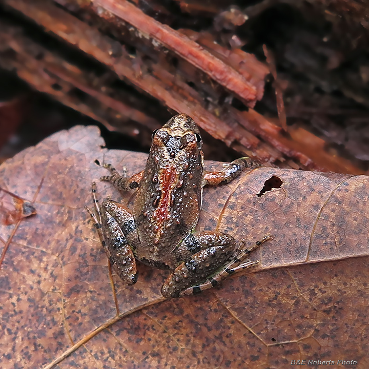 Cricket_Frog