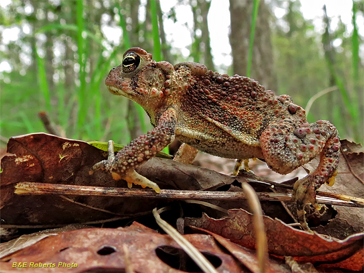 American_Toad