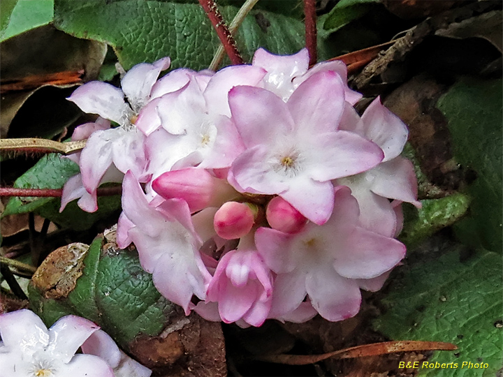 Trailing_Arbutus