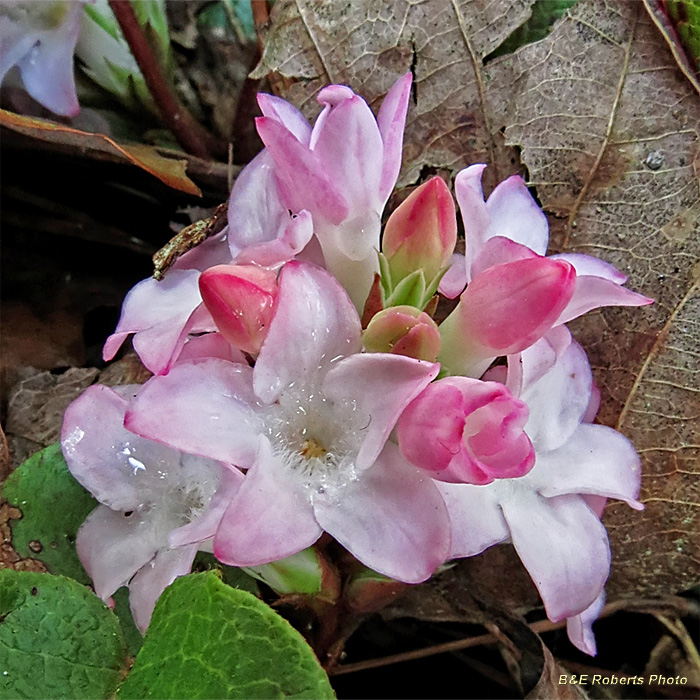 Trailing_Arbutus