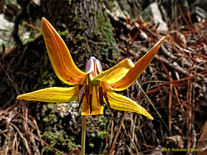 Trout_Lily