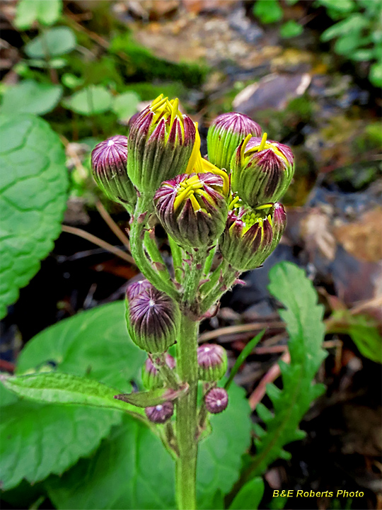 Golden_Ragwort_buds