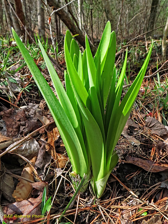 amaryllis-like