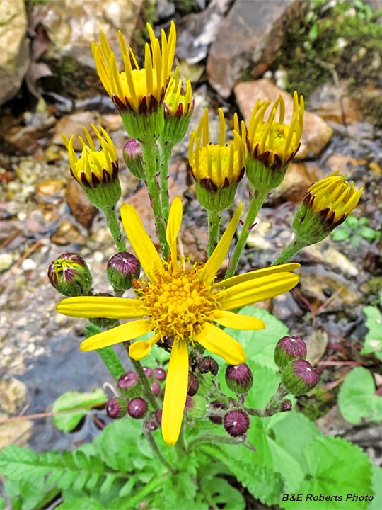 Golden_Ragwort