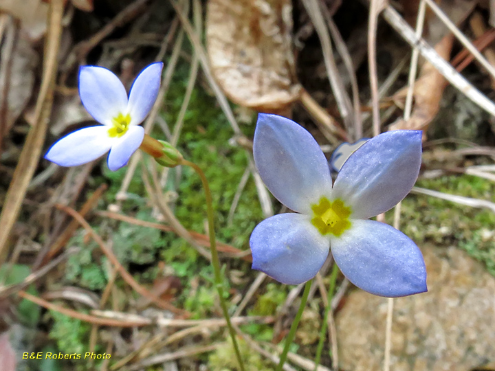 Bluets