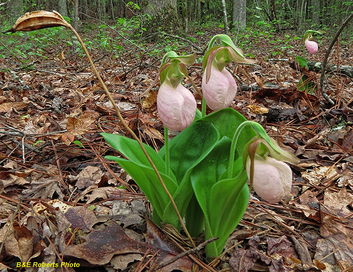 Lady_Slippers